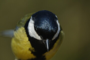 great tit (Parus major)