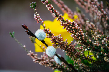 spring flower in a pot 