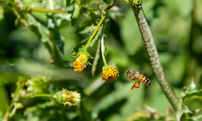 Abeja en flor