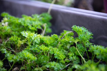 green parsley in a pot