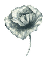 Gray poppy flower. Watercolor illustration isolated on white background. Black and white botanical painting