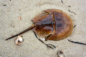 Gorgeous Intact Horseshoe Crab Shell on Sandy Beach 