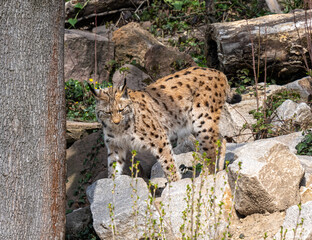 European lynx watches prey; lynx lynx. Karlsruhe, Germany, Europe