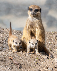 Meerkat or Suricate (Suricata suricatta) with young