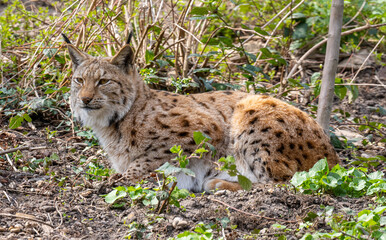Obraz premium European lynx watches prey; lynx lynx. Karlsruhe, Germany, Europe