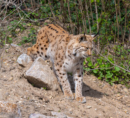 European lynx watches prey; lynx lynx. Karlsruhe, Germany, Europe