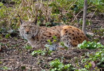 European lynx watches prey; lynx lynx. Karlsruhe, Germany, Europe