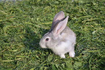 Cute grey purebreed rabbit sitting in a yard