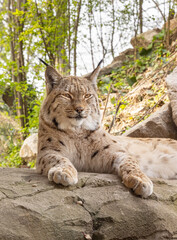 European lynx watches prey; lynx lynx. Karlsruhe, Germany, Europe