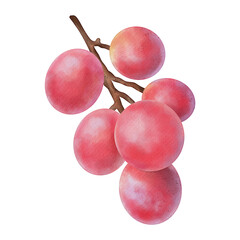 Watercolor pink grape isolated on white. Hand drawn watercolor illustration
