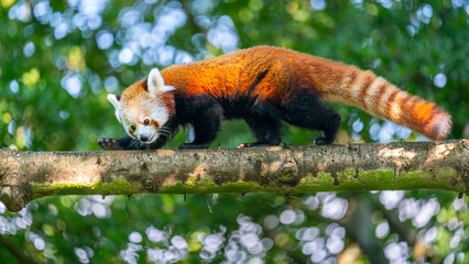 Closeup shot of the small red panda on the branch at Blijdorp Rotterdam Zoo