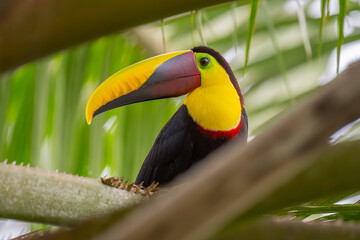 Selective of a toco toucan (Ramphastos toco) on a tree © Dave Kempe Photography/Wirestock Creators