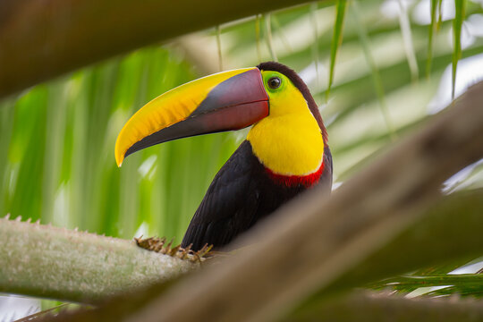Selective of a toco toucan (Ramphastos toco) on a tree