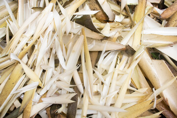 nature food abstract background, bamboo shoots cut trash from young bamboo