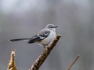 Closeup of a mockingbird perching on a tree branch against blurred background