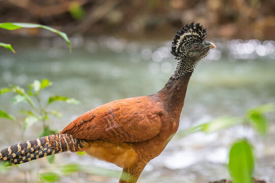 Selective of a Great Curassow (Crax rubra)