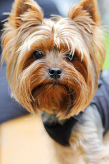 cute little Yorkshire terrier close up