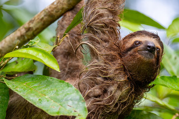 Selective closeup of a cute sloth hanging on a tree © Dave Kempe Photography/Wirestock Creators