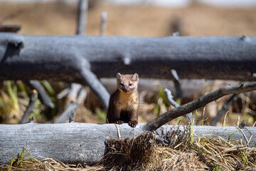 Selective of a marten in the Yellowstone National Park