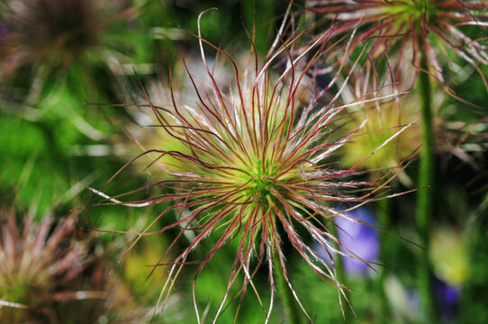 Closeup shot of blooming Pulsatilla Alpina or alpine pasqueflower in the garden