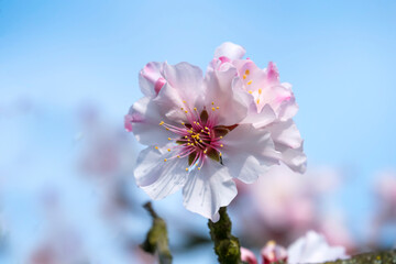 Mandelblüte (Prunus dulcis), Pfalz
