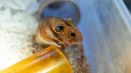 Closeup shot of the hamster in the cage with wood shavings