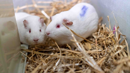 Closeup shot of white hamsters in the cage with wood shaving