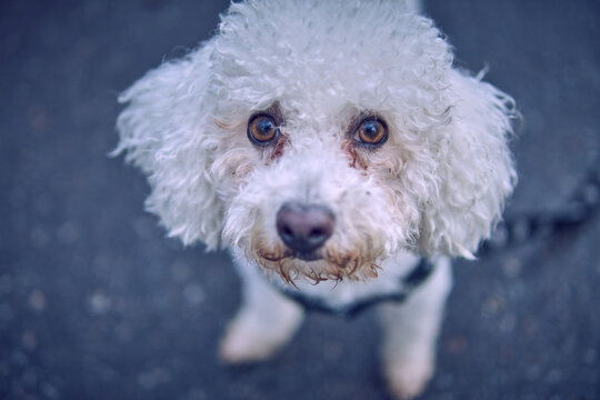 close up white bichon frisse dog face with piercing look outdoors. blurred background