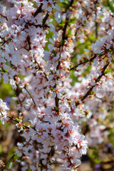 Blossom of wild plum tree against clear blue sky. Abstract background of pink flowers. Copy space. Selective focus.