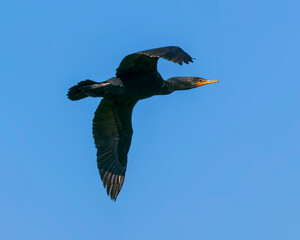 Closeup of Double-crested Cormorant with curled wings