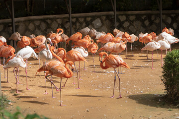 Group of pink and white flamingos walking in the zoo