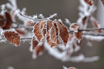 Closeup of a tree brown leaves covered with rime frost