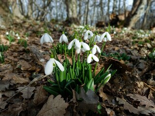 spring flowers snowdrops