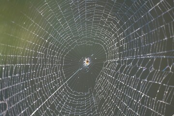 Obraz premium spider on web