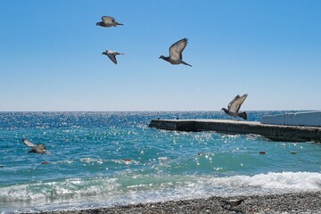 pigeons fly on the seashore