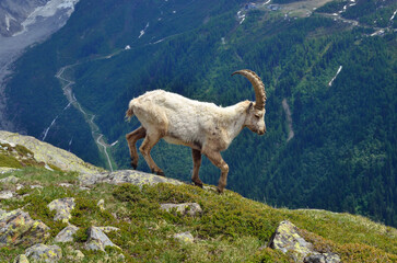 Closeup of a mountain goat on top of a mountain