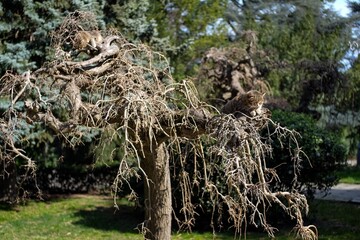 the cat is sitting on a tree