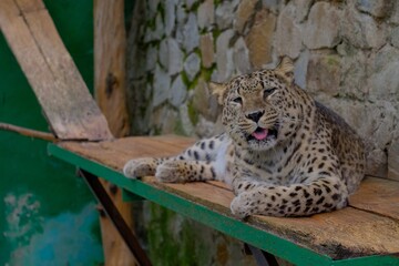portrait of a leopard
