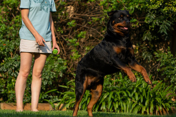 Adult Female playing with domestic pet dog Rottweiler with a ball and the dog is purely enjoying it. Jumping after the ball and pulling some funny faces in mid air