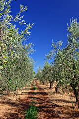 Fototapeta na wymiar Olivenbaumhain mit Reihen von Olivenbäumen unter blauem Himmel in Italien, Apulien
