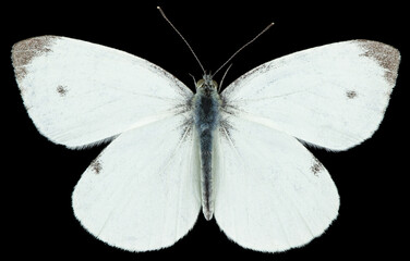 The green-veined white Pieris napi is a butterfly of the family Pieridae. Dorsal view of isolated white butterfly on black background.