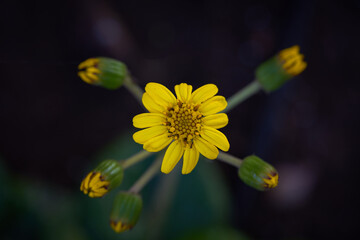 Close-up shot of leopard plant flowering in the garden on a blurred black background