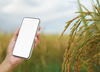 mock up image, man hand holding smartphone with white blank screen in paddy field. concept...