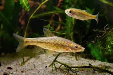 topmouth gudgeon, aggressive solitary freshwater dwarf fish from East in biotope planted aquarium,...