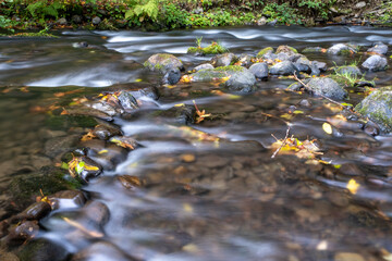 Elwha creek, Olympic  national park, leaves, water, flowing, rocks, bushes, colored leaves