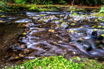 Elwha creek, Olympic  national park, leaves, water, flowing, rocks, bushes