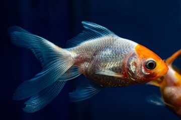 young red cap goldfish, rare white coloration with red head artificial breed, popular commercial...