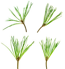 Set of pine branches isolated without shadow. Fresh evergreen pine branches with green needles. Pine and cones.
