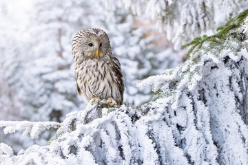 Closeup of an ural owl perched on a tree branch covered wit snow during winter