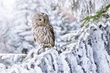 Foto op Plexiglas Closeup of an ural owl perched on a tree branch covered wit snow during winter © Björn Reibert/Wirestock Creators